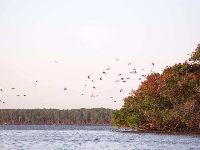 Shutterstock maranhao parnaiba revoada passaros